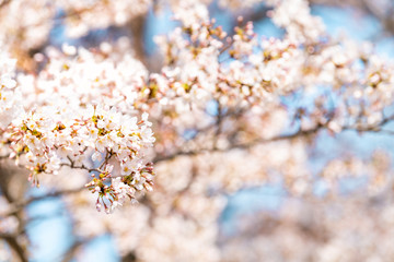 Looking up, low angle closeup view of one vibrant pink cherry blossom sakura tree branch, blue sky, flower petals in spring, springtime Washington DC, sunny, sun, sunshine, sunlight, light, backlight