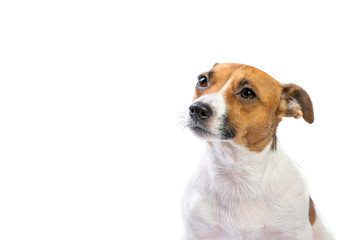 Portrait confused Jack Russell Terrier, standing in front, isolated white background