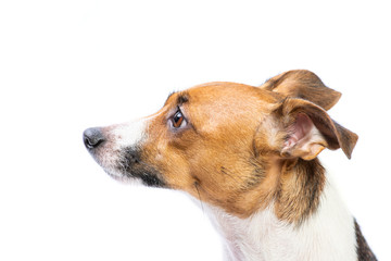 side view Portrait Jack Russell Terrier, standing in front, isolated white background