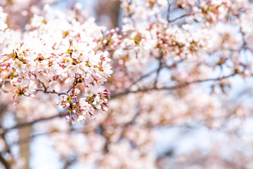 Looking up, low angle closeup view of one vibrant pink cherry blossom sakura tree branch, blue sky, flower petals in spring Washington DC, sun, sunshine, sunlight, light, bokeh, blurred background