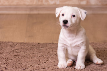 Portrait white puppy Jack Russell Terrier, sitting in front, brown background