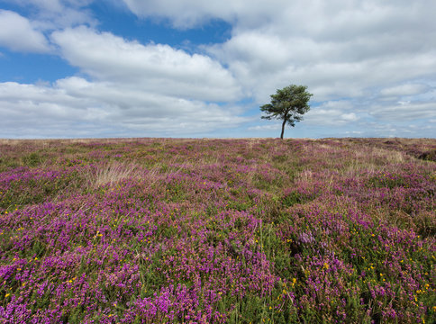 Heather on the Quantock Hills