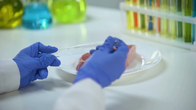 Scientist conducting meat quality test, dripping liquid on glass, asf outbreak