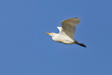 Kuhreiher, Bubulcus ibis, Cattle Egret