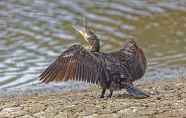 Kormoran, Phalacrocorax carbo, Cormorant