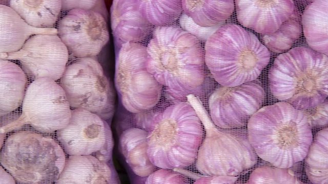 fresh garlic harvest in purple nets. garlic harvest.