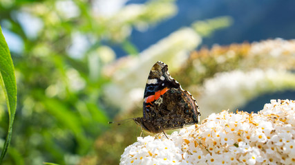 Schmetterling auf einer Blume