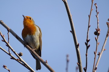 Robin Redbreast