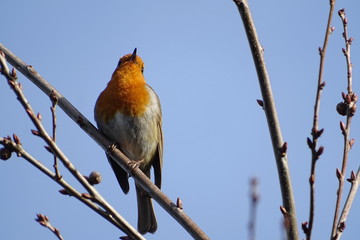 Robin Redbreast