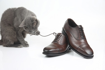 Gray cat plays with a classic lace men's brown Shoe on white background