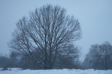 tree on winter