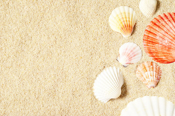 Sea shells on sandy beach. Summer background. Top view