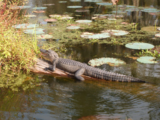 An alligator in Lake Martin, Louisiana.
