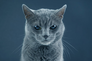 Studio portrait of a beautiful grey cat