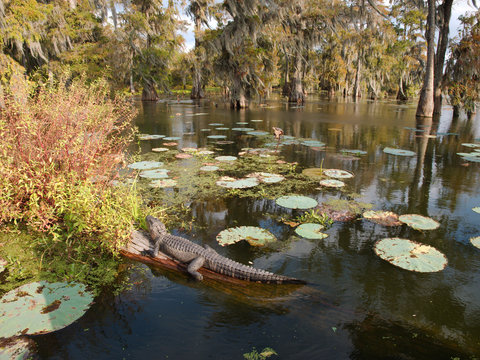 An alligator in Lake Martin, Louisiana.