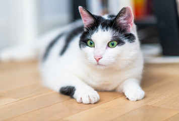Green eyes 