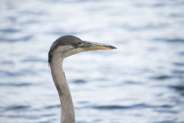 blue heron