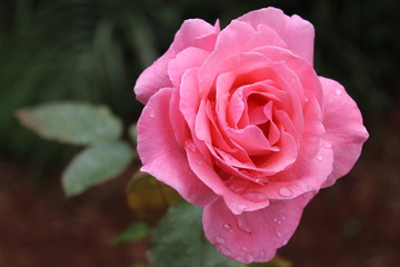 Pink rose with drops of water on it.