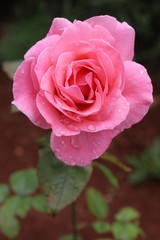 Pink rose with drops of water on it.