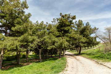 Fototapeta na wymiar spring park with coniferous trees