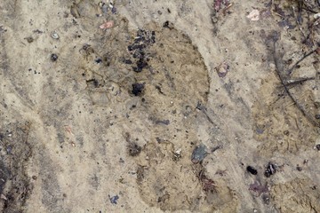 A close view of the muddy texture of the ground surface.