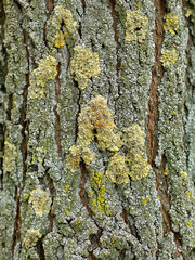 Corteza de arbol