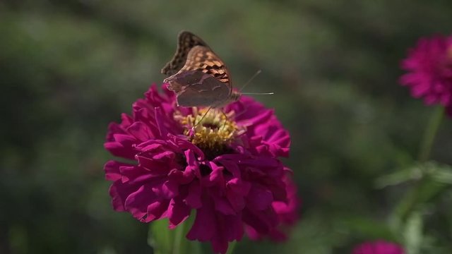 utterfly eating nectar video