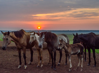 Obraz na płótnie Canvas horses graze at dawn