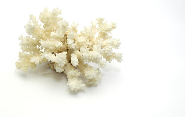 Large coral, white, with pimples
