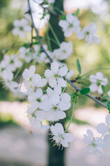 blooming cherry closeup