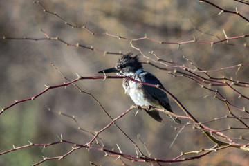 Kingfisher thorny side