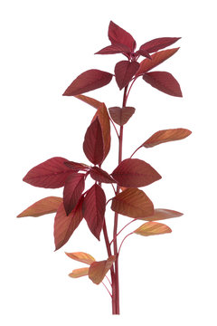 branch amaranth