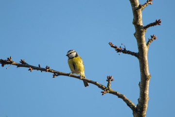 mésange sous un ciel bleu 