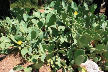 cactus in N.P. Brioni, Croatia