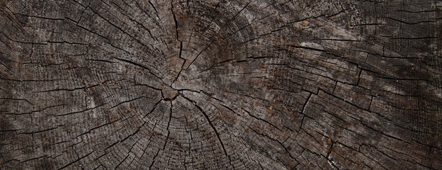 Fototapeta premium Baumscheibe als Hintergrund