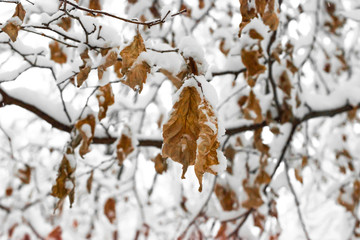 Winter landscape with tree branch and orange leaves under the snow