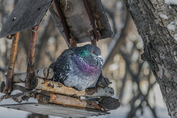 A gray pigeon with rainbow neck and bright eyes is in a brown wooden bird and squirrel feeder house in the park in winter