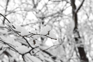 Winter background with snow-covered tree branches