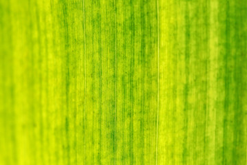 Close up of banana leaf, shallow depth of field, only centre in focus. Abstract tropical natural texture / background.