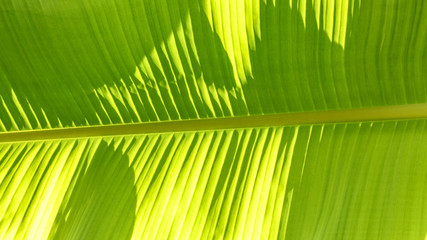Detail of banana leaf lit by sun. Abstract tropical organic background.