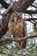 Great Horned Owl Perched in a Pine Tree