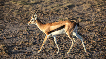 Naklejka na ściany i meble Thomson's gazelle (Eudorcas thomsonii) walking on ground with no grass, side view.