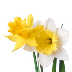 Easter Spring Flowers. A pair of narcissus isolated on a white background.
