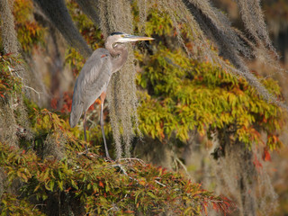 A great blue heron in Lake Martin, Louisiana.