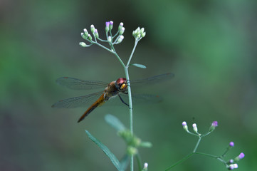 dragonfly on a flower