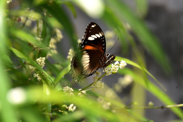 butterfly on a flower