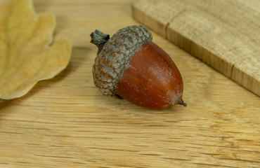 Acorn with oak leaf and piece of oak wood