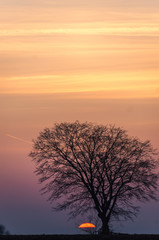 Fototapeta na wymiar Baum Skelett im Sonnenuntergang 