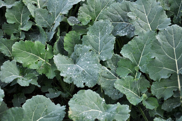 Autumn field with winter rape
