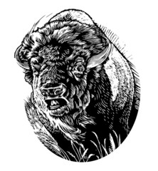 Bison © Dan